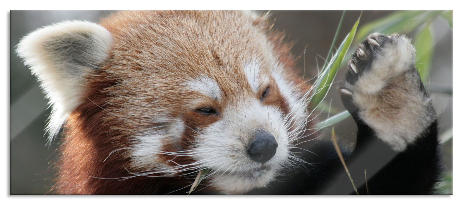 Pixxprint Kleiner Panda sagt Hallo, Glasbild Panorama