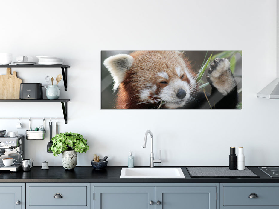 Kleiner Panda sagt Hallo, Glasbild Panorama