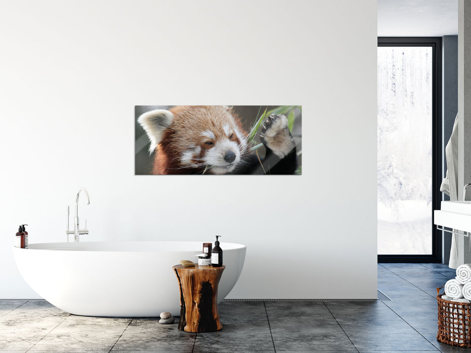 Kleiner Panda sagt Hallo, Glasbild Panorama