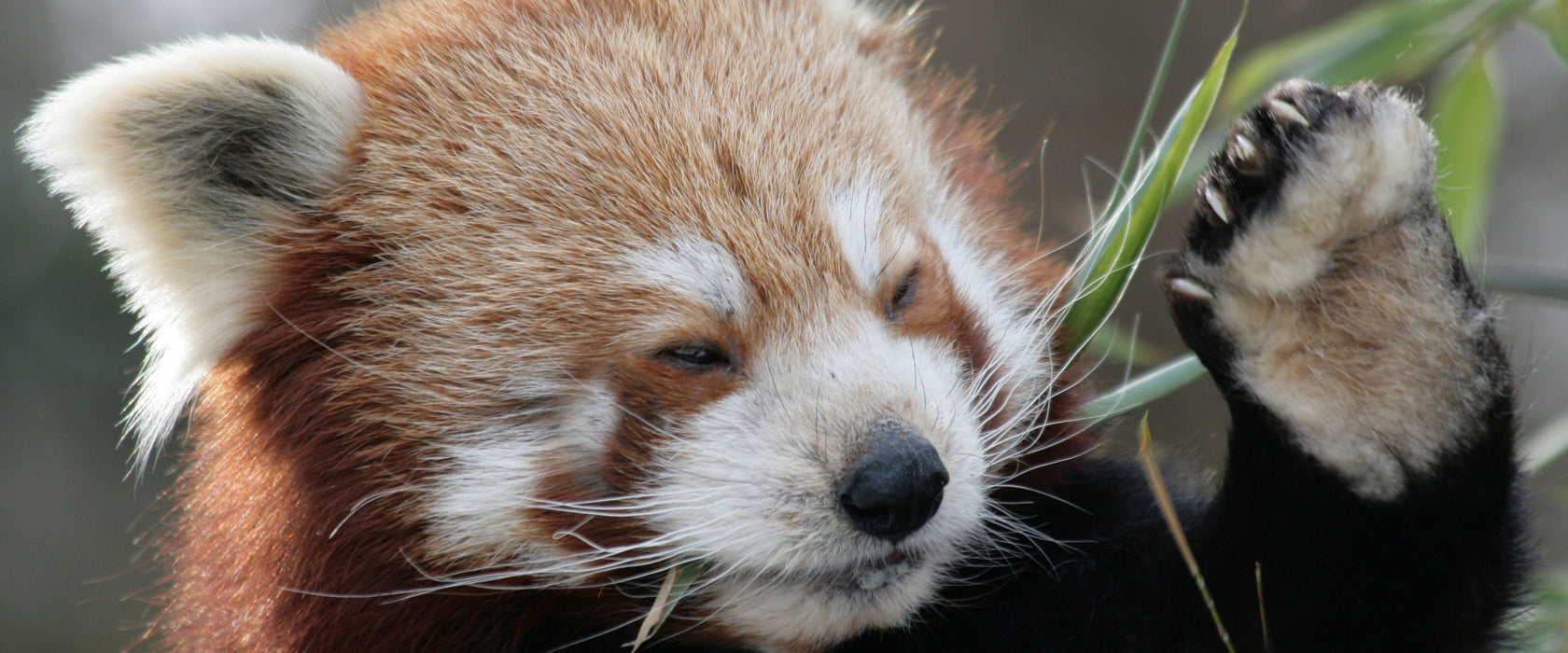 Kleiner Panda sagt Hallo, Glasbild Panorama