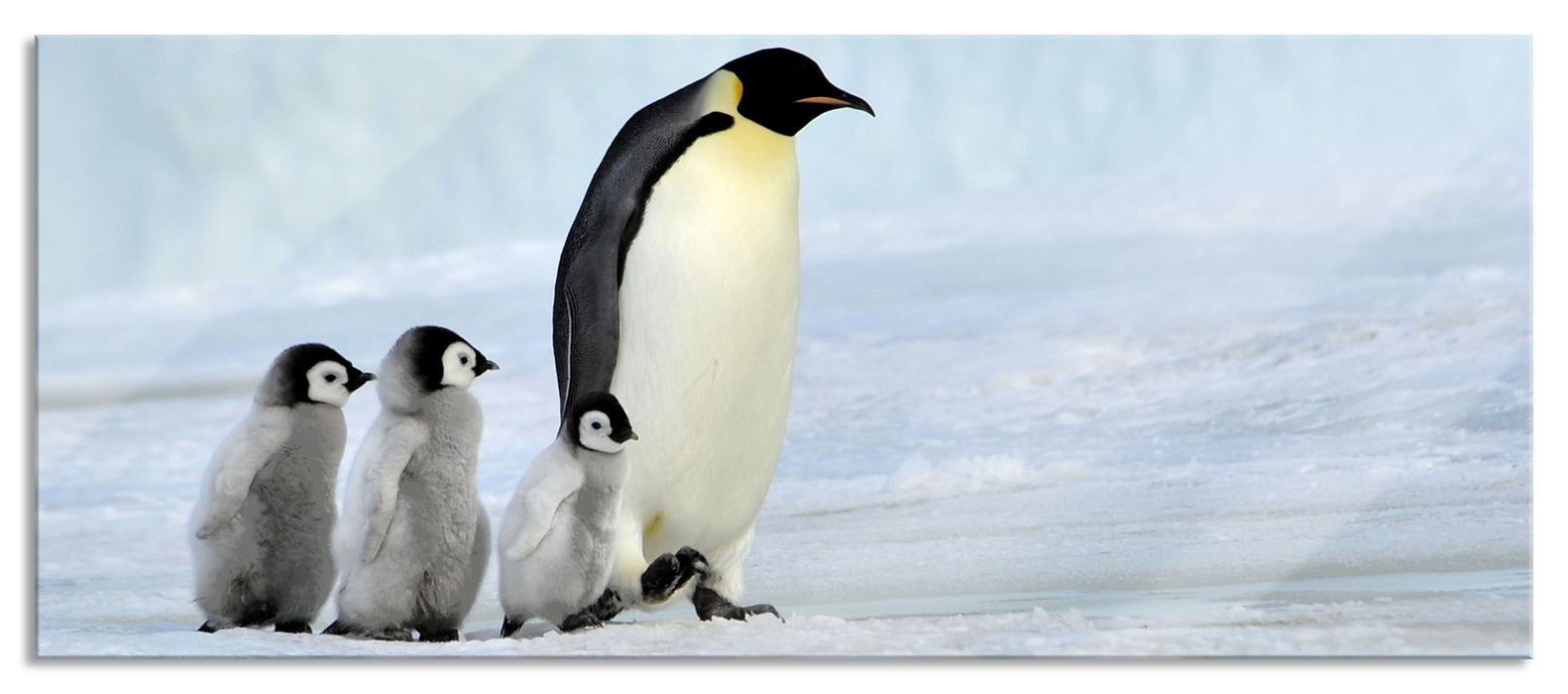 Pixxprint Kaiserpinguine im Schnee, Glasbild Panorama