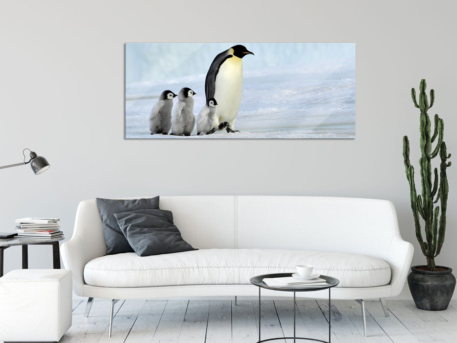 Kaiserpinguine im Schnee, Glasbild Panorama