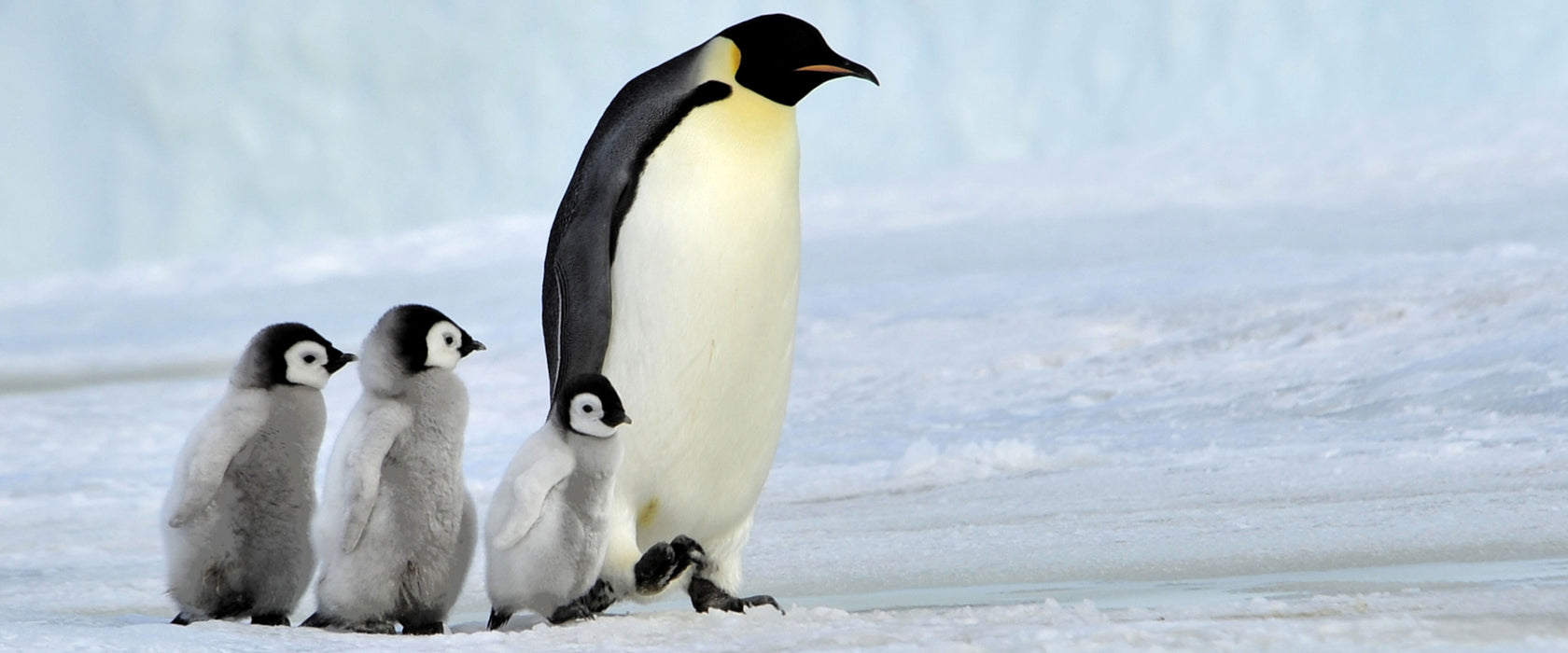 Kaiserpinguine im Schnee, Glasbild Panorama