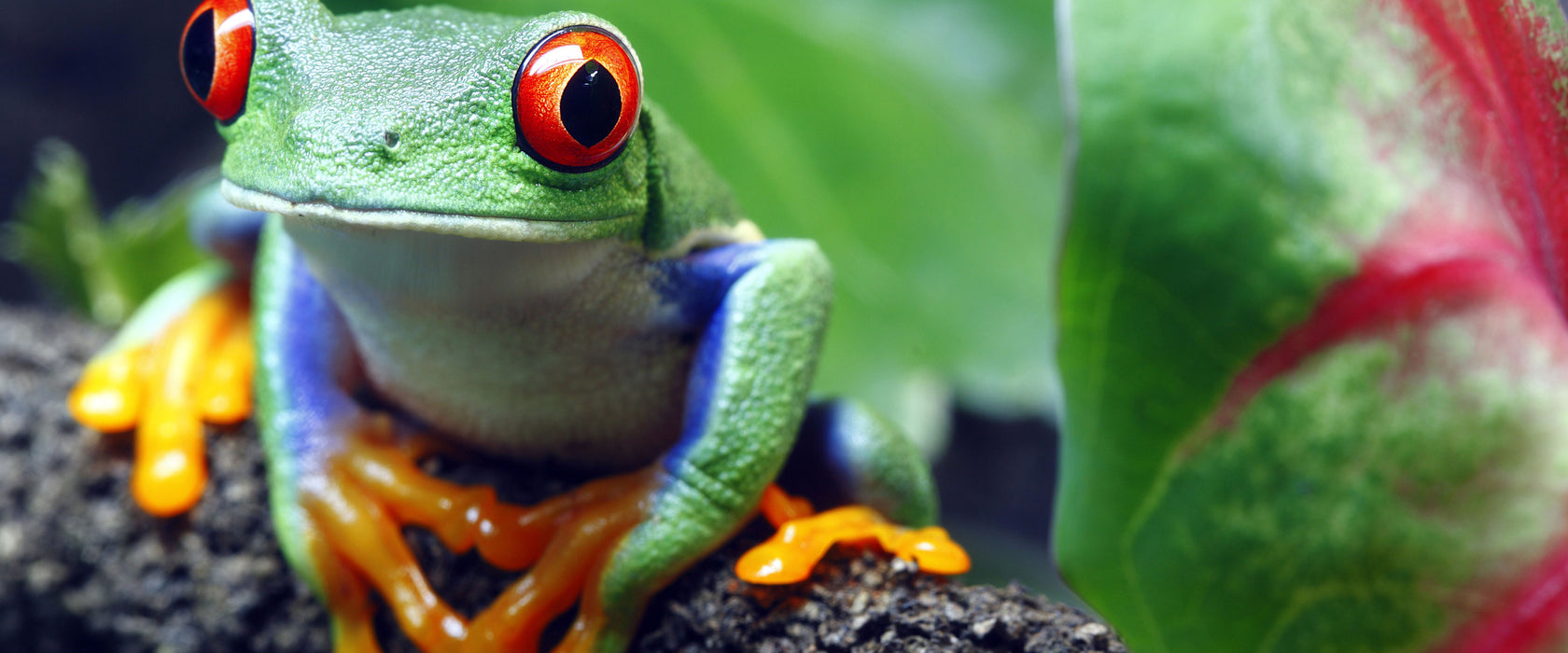 Rotaugenlaubfrosch auf Ast, Glasbild Panorama