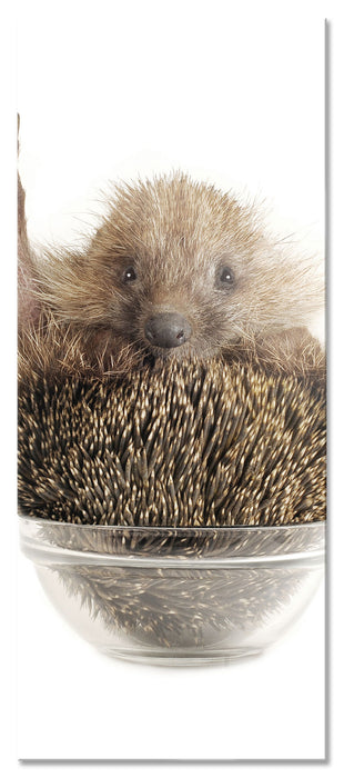 Pixxprint Igel in einer Schüssel Peace, Glasbild Panorama