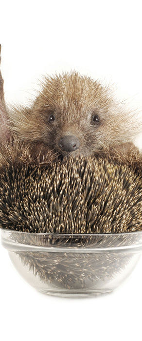 Igel in einer Schüssel Peace, Glasbild Panorama