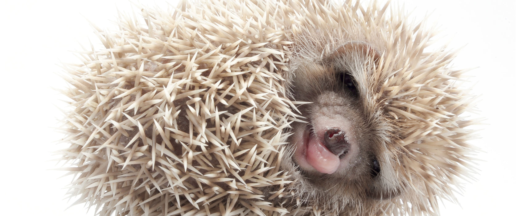 kleiner niedlicher Baby Igel, Glasbild Panorama