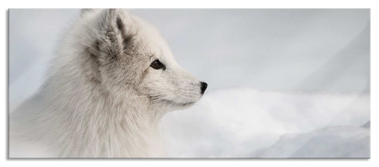 Pixxprint Anmutiger Polarfuchs im Schnee, Glasbild Panorama