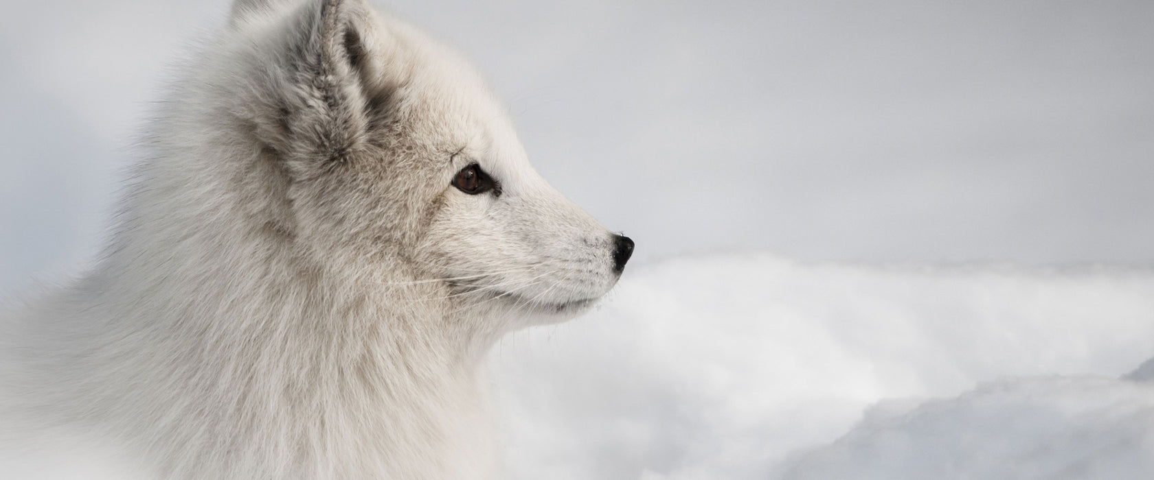 Anmutiger Polarfuchs im Schnee, Glasbild Panorama