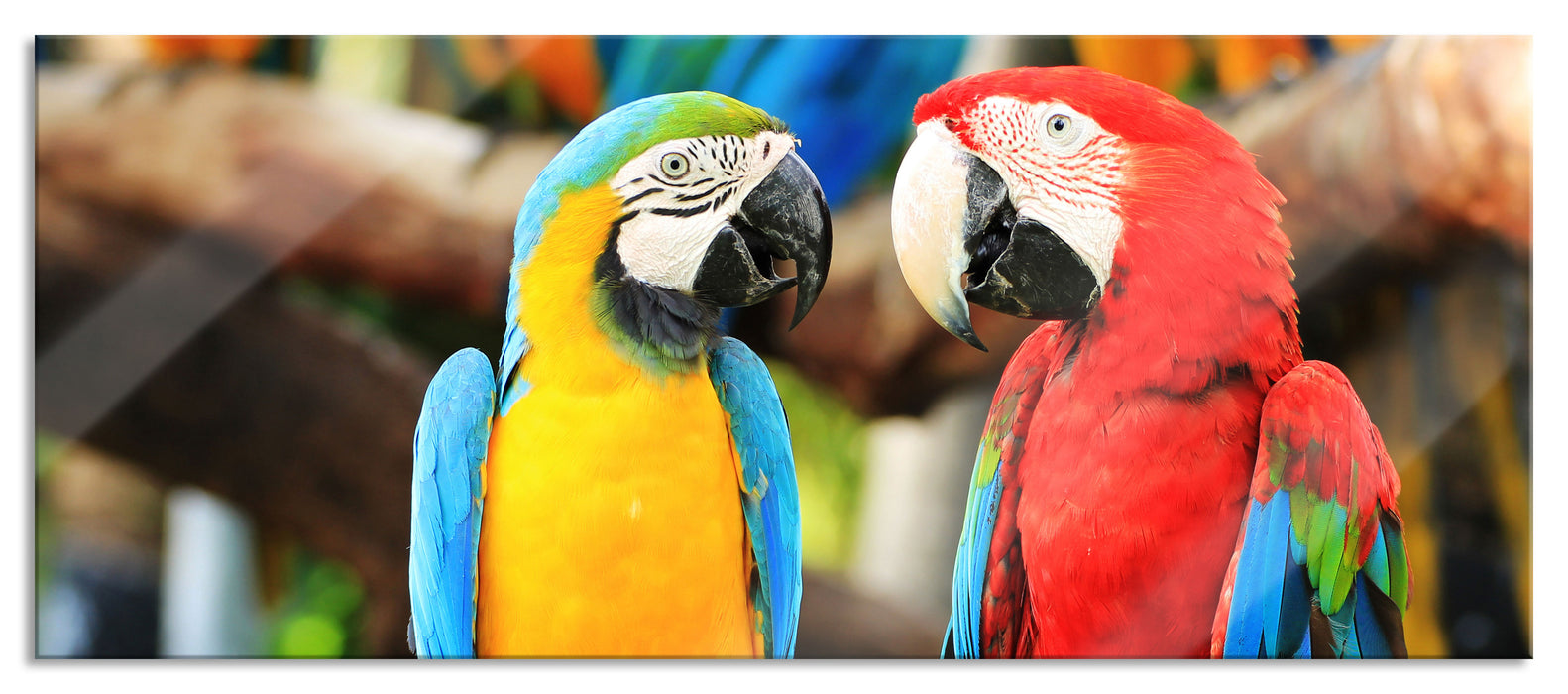 Pixxprint Zwei Papageien auf einem Ast, Glasbild Panorama