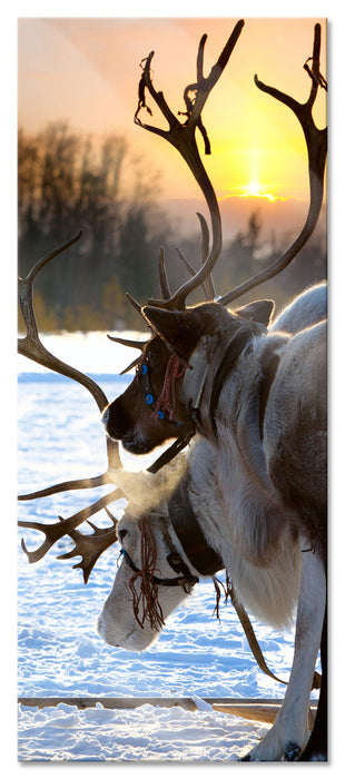 Pixxprint Zwei Rentiere im Schnee, Glasbild Panorama
