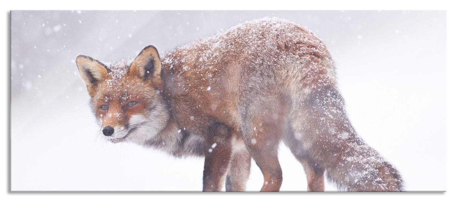 Pixxprint Roter Fuchs im Schneegestöber, Glasbild Panorama