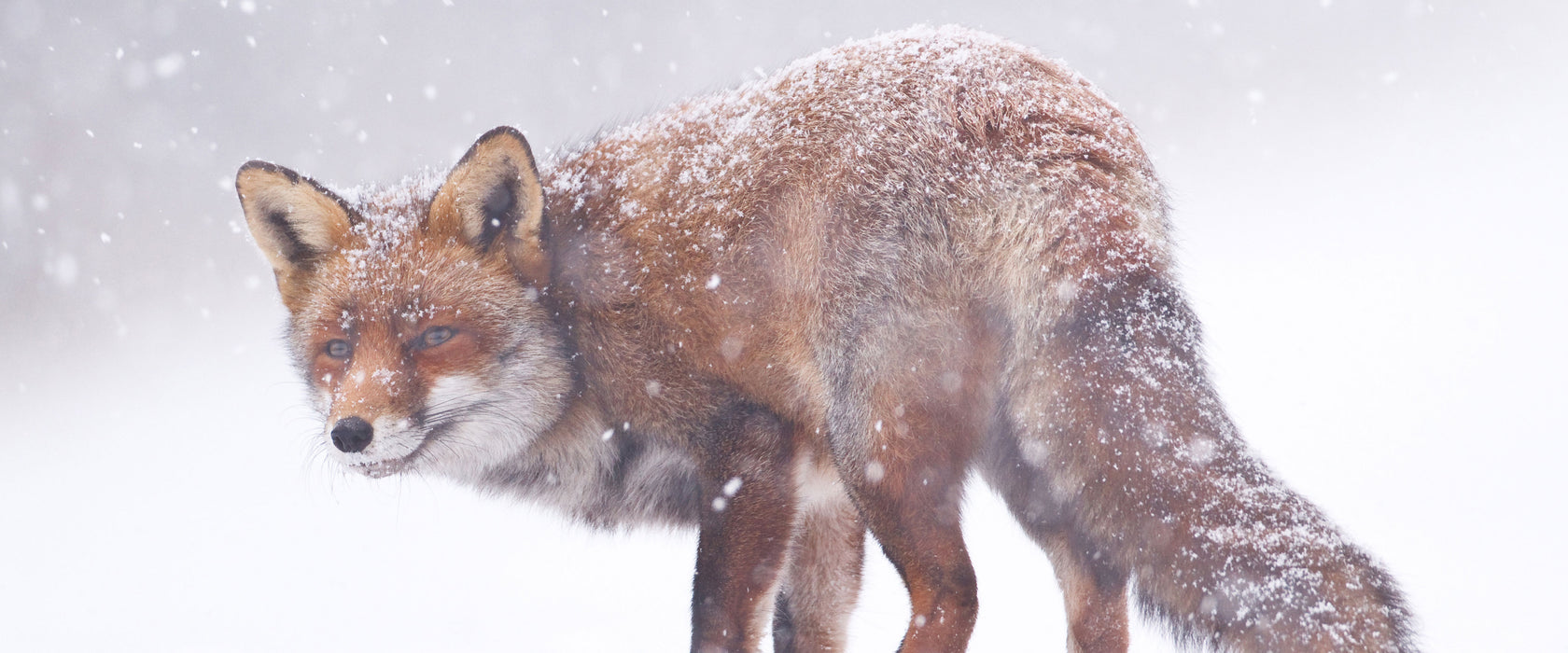 Roter Fuchs im Schneegestöber, Glasbild Panorama