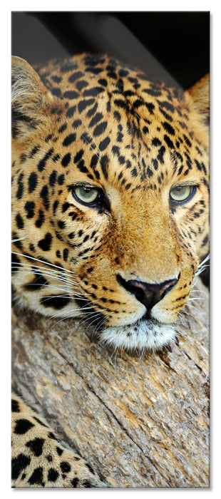 Pixxprint Ruhiger Leopard, Glasbild Panorama