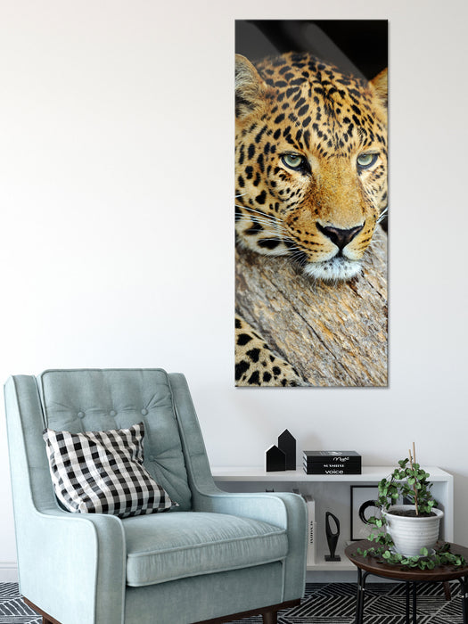 Ruhiger Leopard, Glasbild Panorama