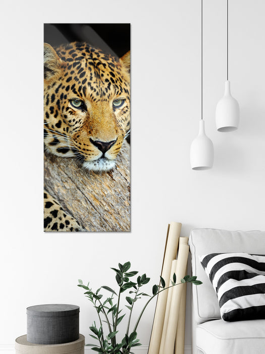 Ruhiger Leopard, Glasbild Panorama