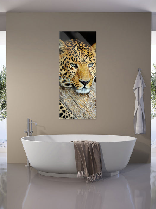 Ruhiger Leopard, Glasbild Panorama