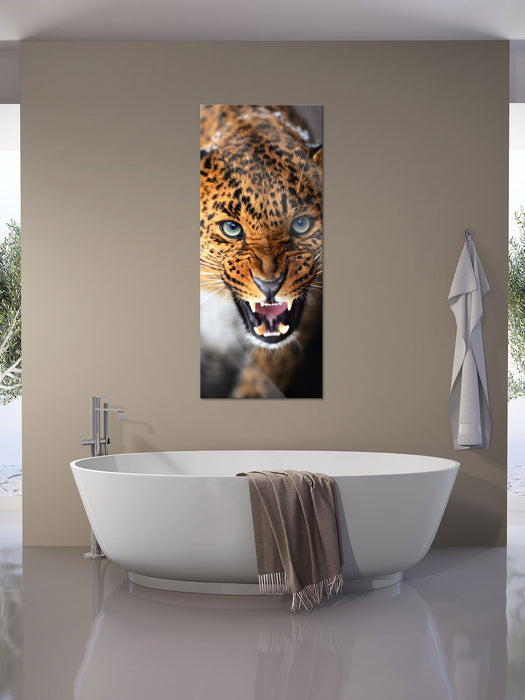 Fauchender Leopard, Glasbild Panorama