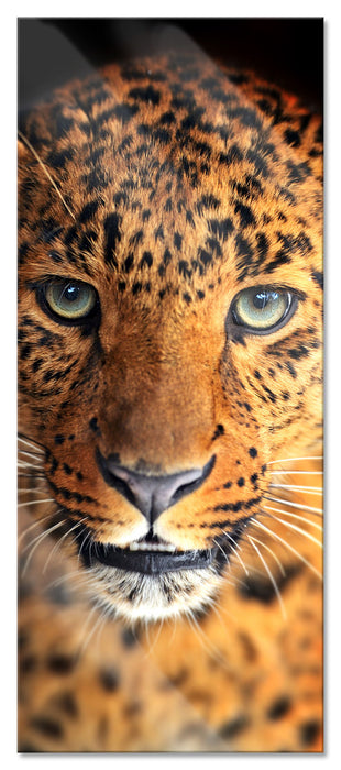 Pixxprint Stolzer Leopard, Glasbild Panorama