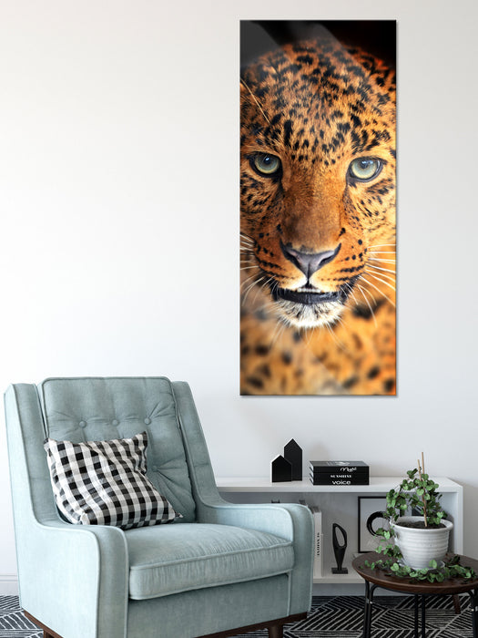 Stolzer Leopard, Glasbild Panorama