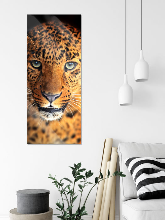 Stolzer Leopard, Glasbild Panorama