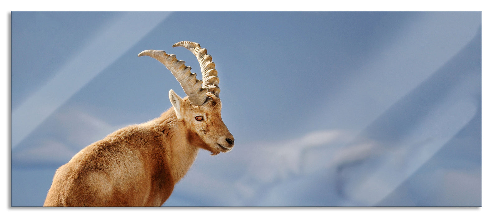 Pixxprint Steinbock im Schnee, Glasbild Panorama