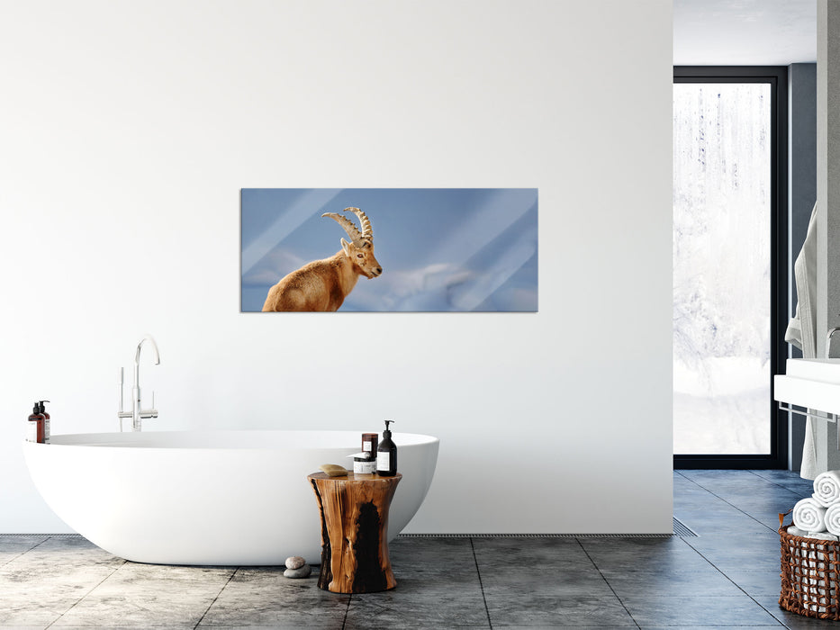 Steinbock im Schnee, Glasbild Panorama