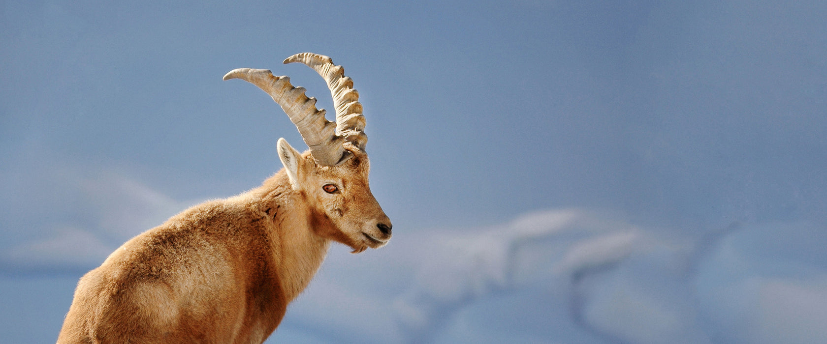 Steinbock im Schnee, Glasbild Panorama