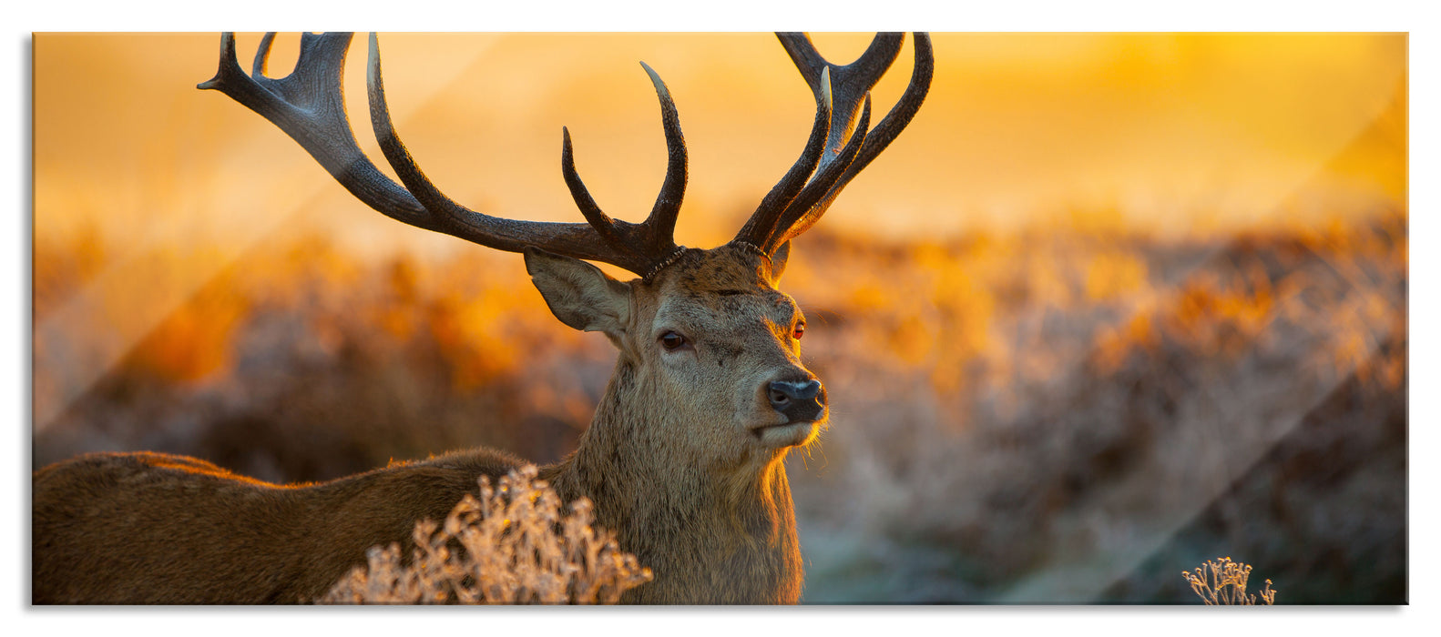 Pixxprint Stolzer Hirsch auf Wiese, Glasbild Panorama