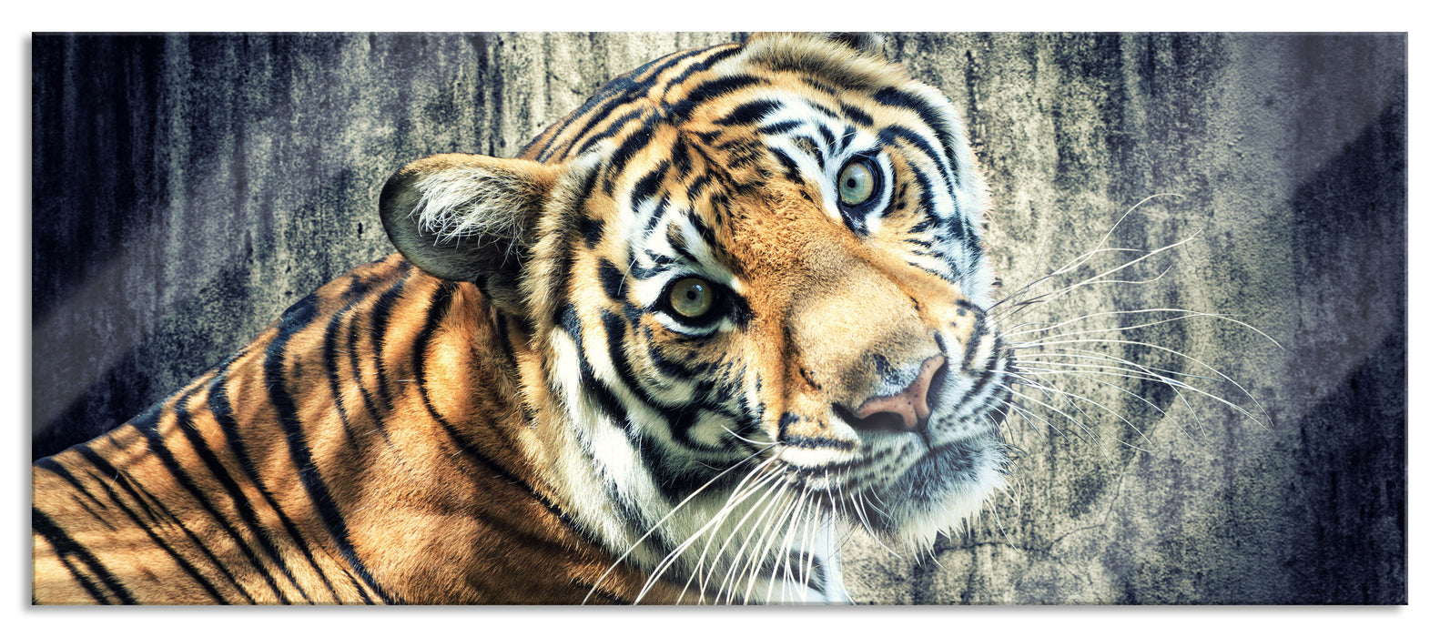 Pixxprint Neugieriger Tiger, Glasbild Panorama