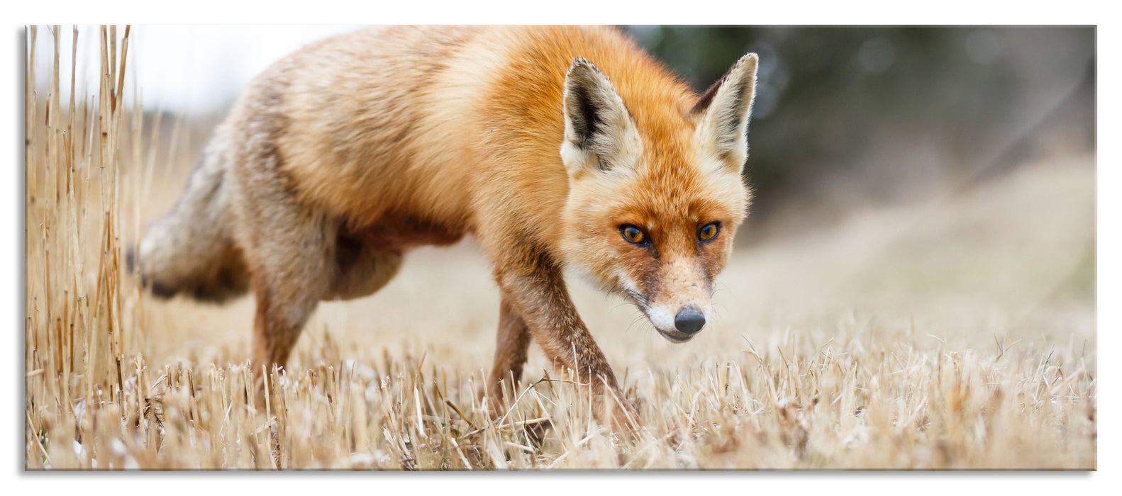 Pixxprint Schöner Fuchs, Glasbild Panorama