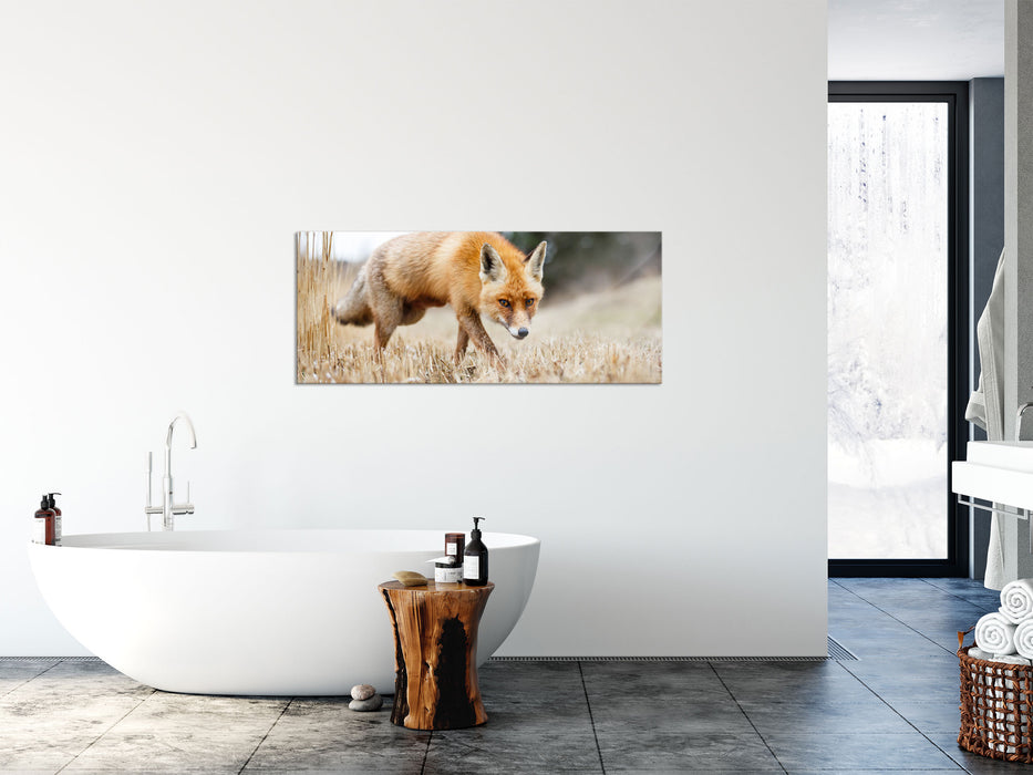 Schöner Fuchs, Glasbild Panorama