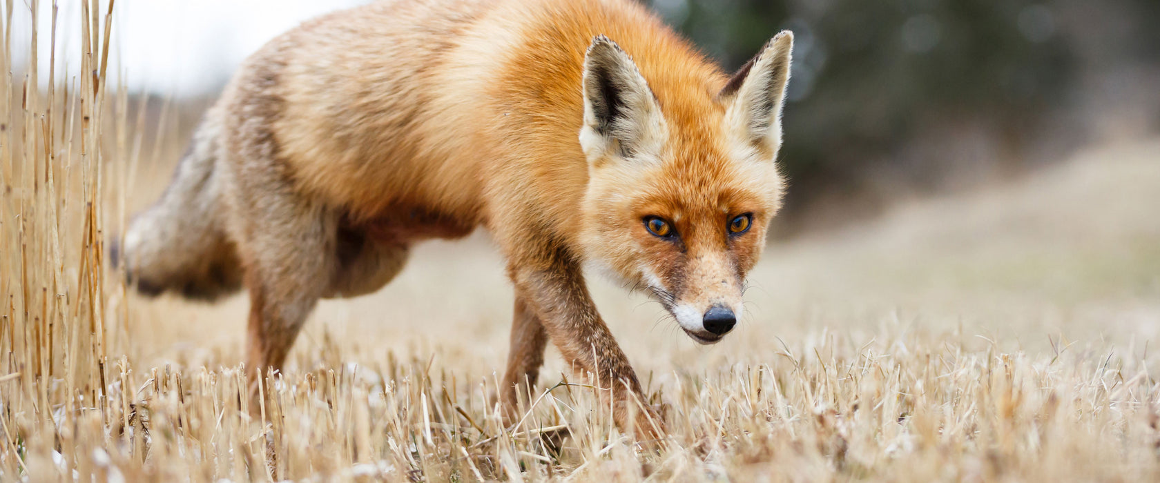 Schöner Fuchs, Glasbild Panorama