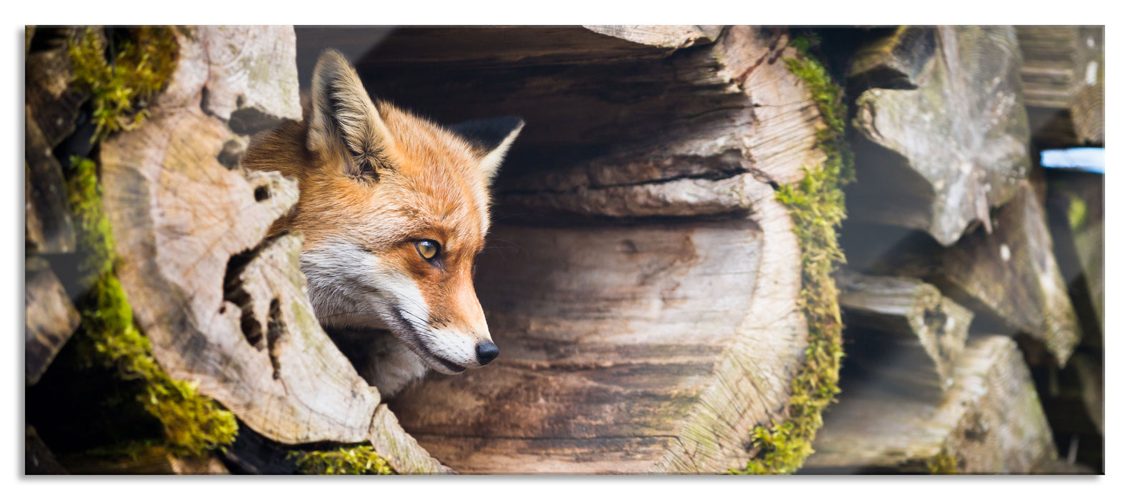 Pixxprint Fuchs im Baumstamm, Glasbild Panorama