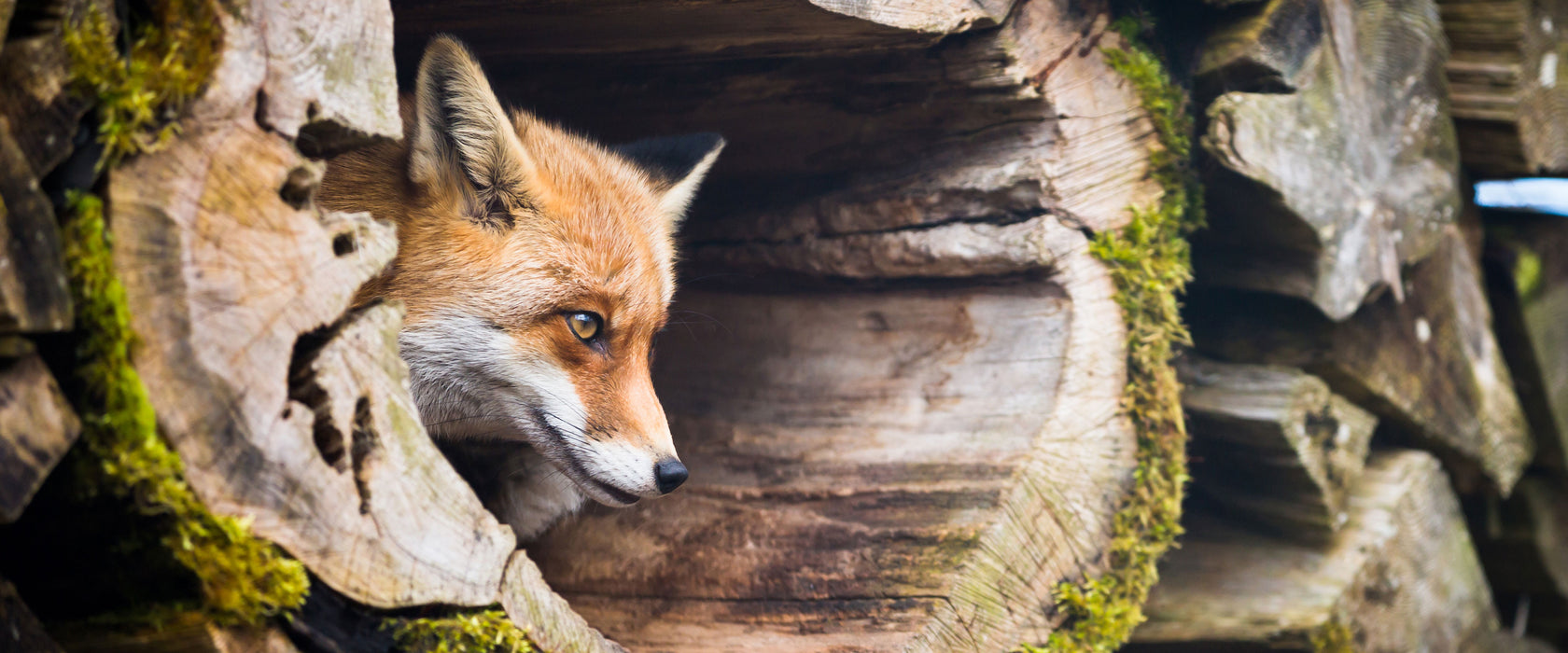 Fuchs im Baumstamm, Glasbild Panorama