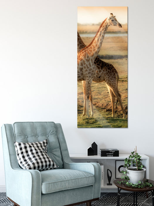 Giraffen Paar, Glasbild Panorama