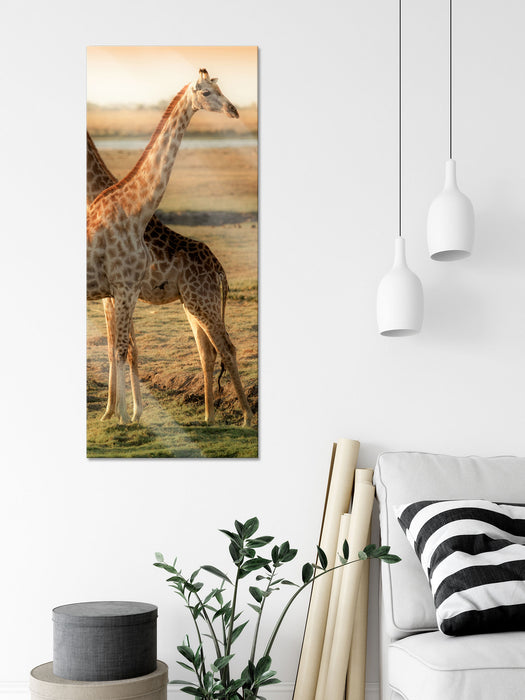 Giraffen Paar, Glasbild Panorama