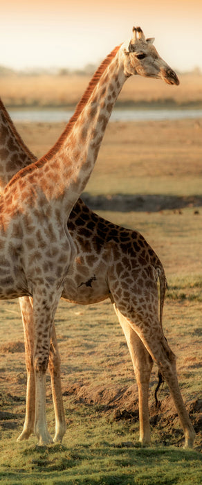 Giraffen Paar, Glasbild Panorama