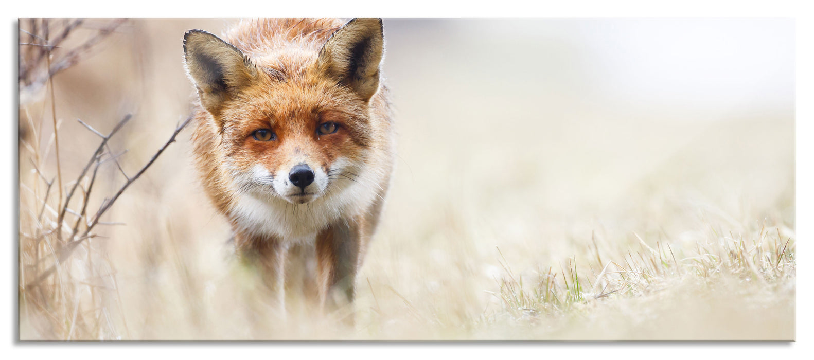 Pixxprint Schleichender fuchs, Glasbild Panorama