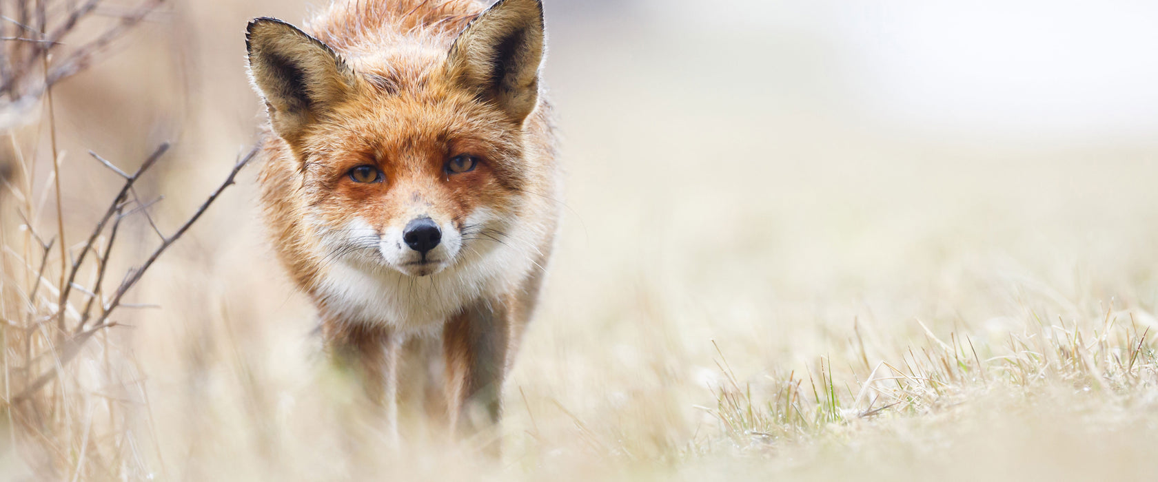 Schleichender fuchs, Glasbild Panorama