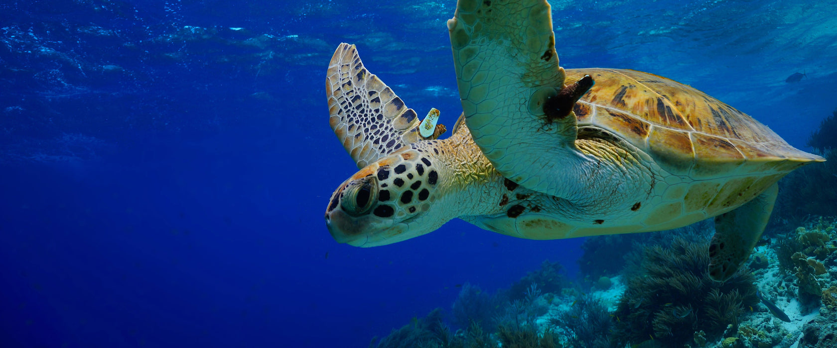 Schildkröte im Riff, Glasbild Panorama