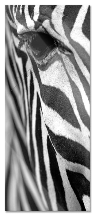 Pixxprint Zebra Nahaufnahme, Glasbild Panorama