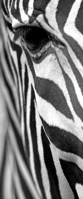 Zebra Nahaufnahme, Glasbild Panorama