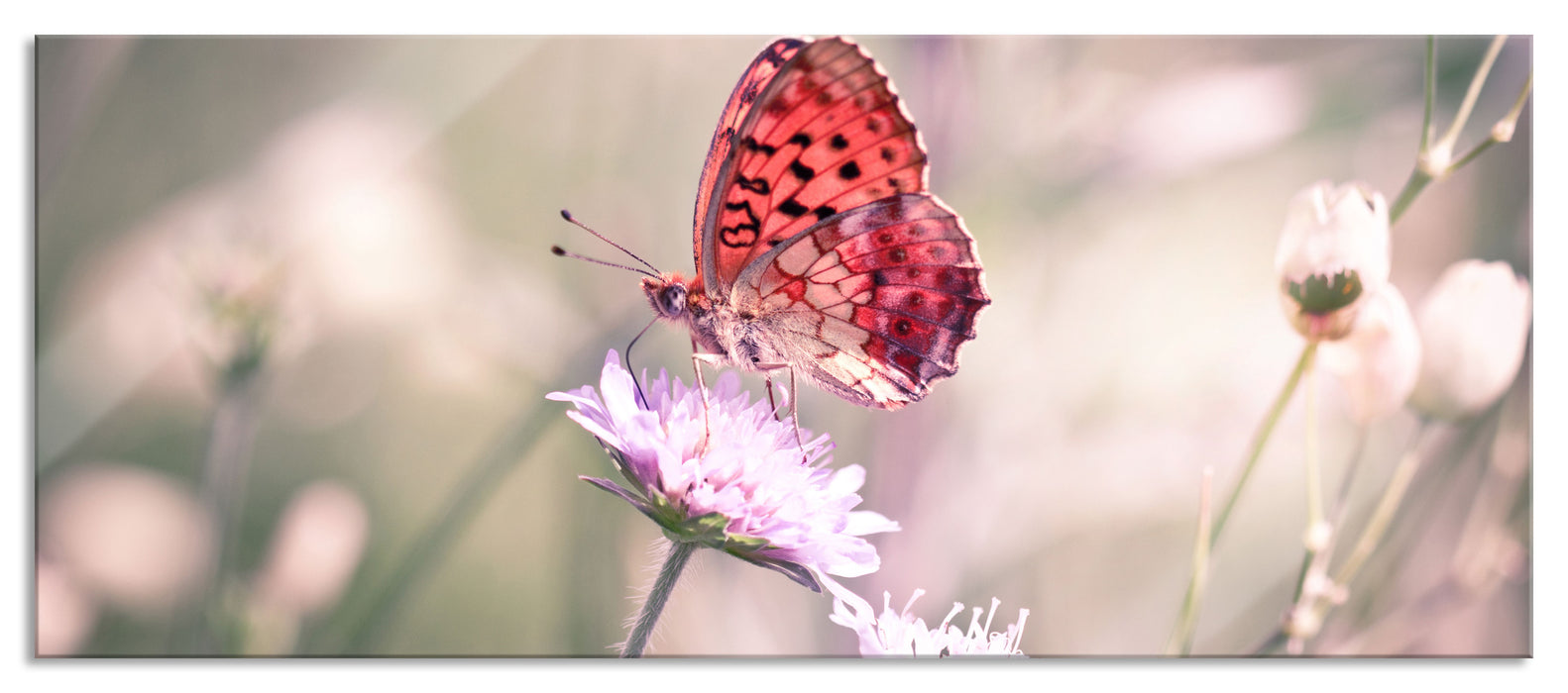 Pixxprint Bezaubernder Schmetterling, Glasbild Panorama