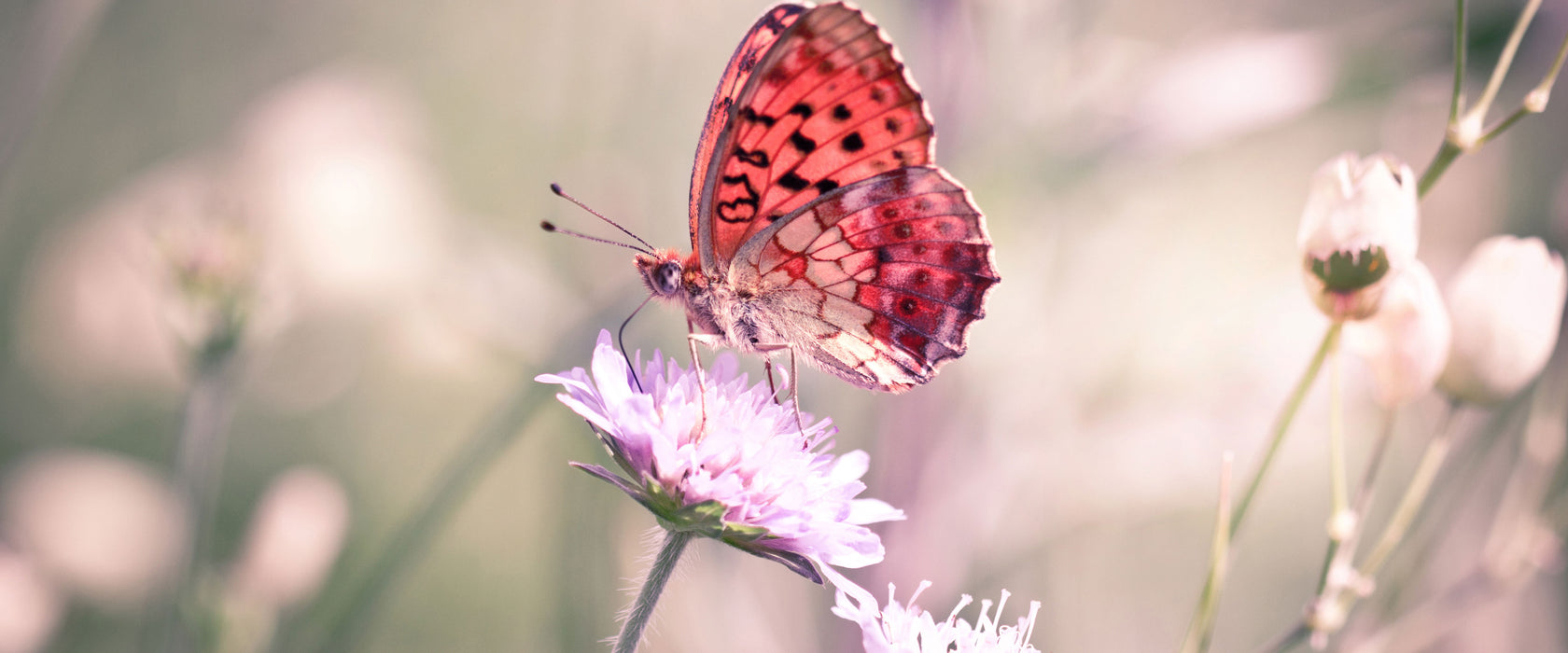 Bezaubernder Schmetterling, Glasbild Panorama