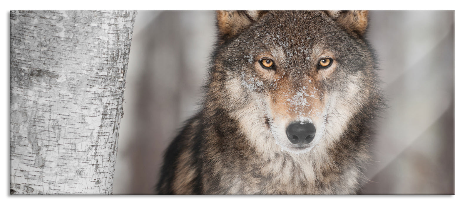 Pixxprint Wachsamer Wolf, Glasbild Panorama