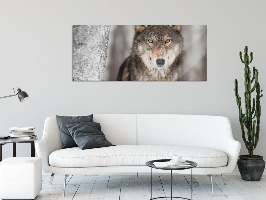 Wachsamer Wolf, Glasbild Panorama