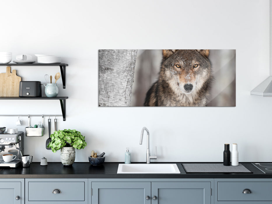 Wachsamer Wolf, Glasbild Panorama