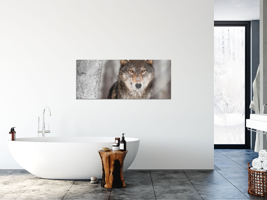 Wachsamer Wolf, Glasbild Panorama