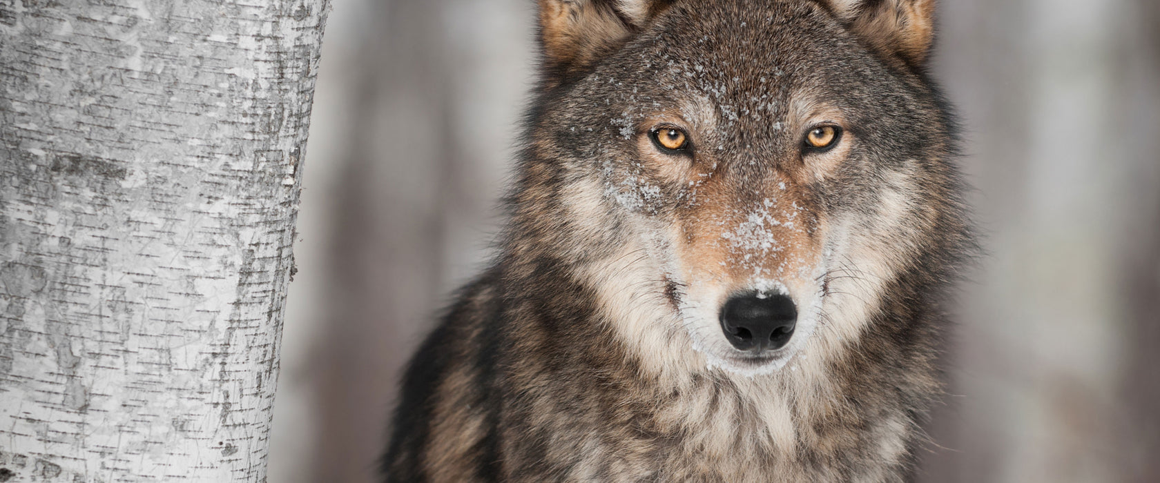 Wachsamer Wolf, Glasbild Panorama